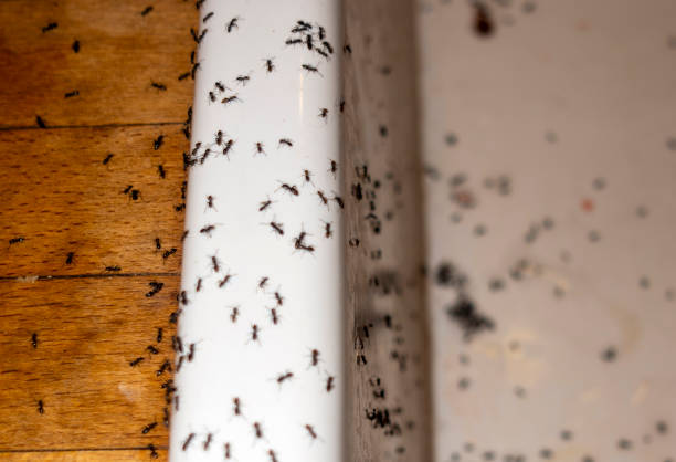 Best Affordable Pest Control Services  in Avalon, NJ
